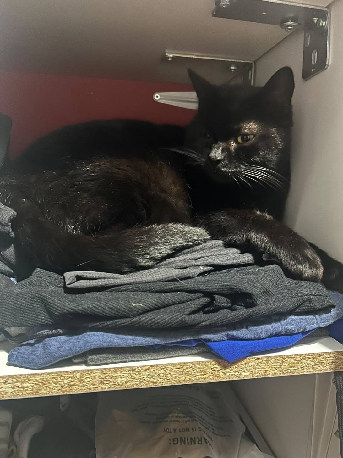 Puszek, a cat found on Chonk Finder
