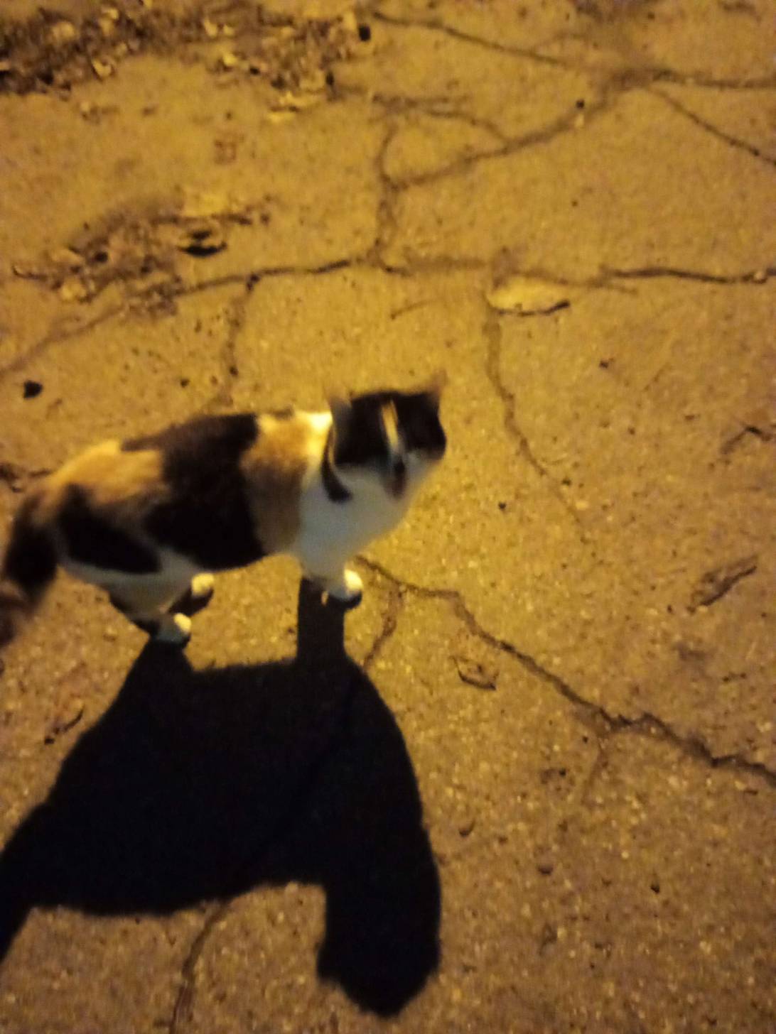 Cosmo, a cat found on Chonk Finder