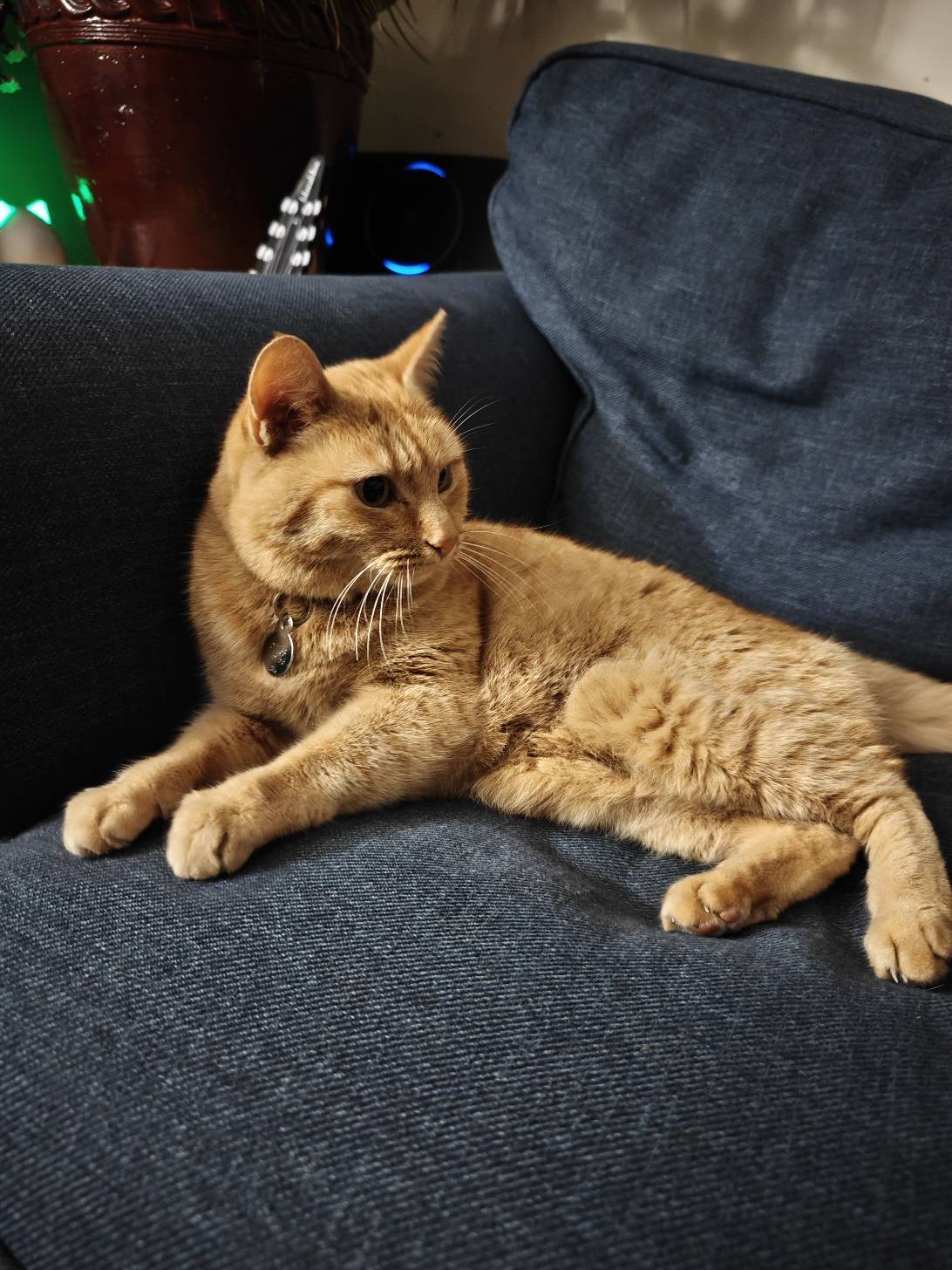 Marmalade, a cat found on Chonk Finder