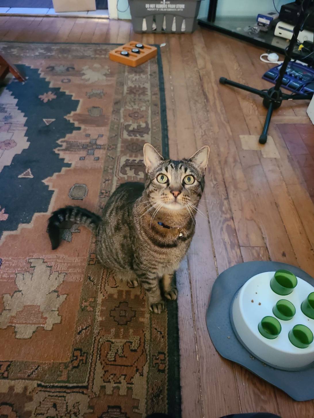 Koji, a cat found on Chonk Finder