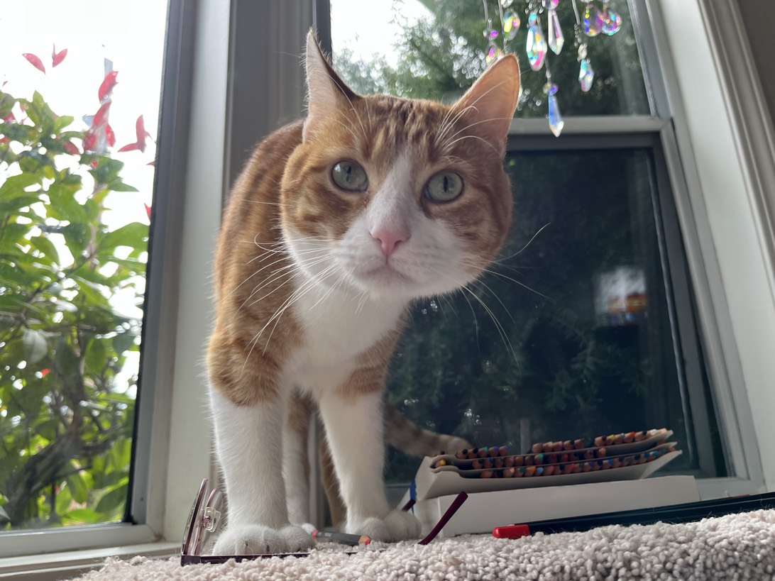 Puff, a cat found on Chonk Finder