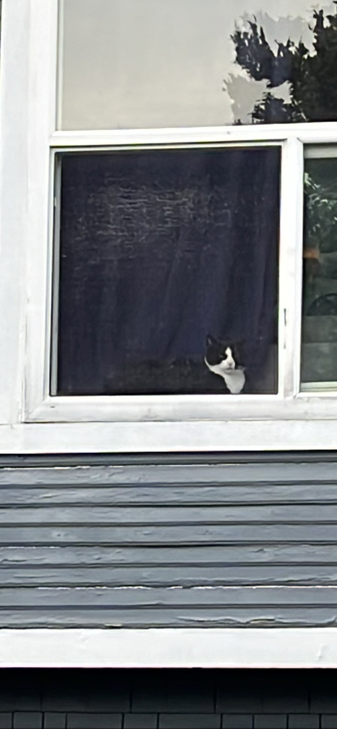 Peekaboo, a cat found on Chonk Finder