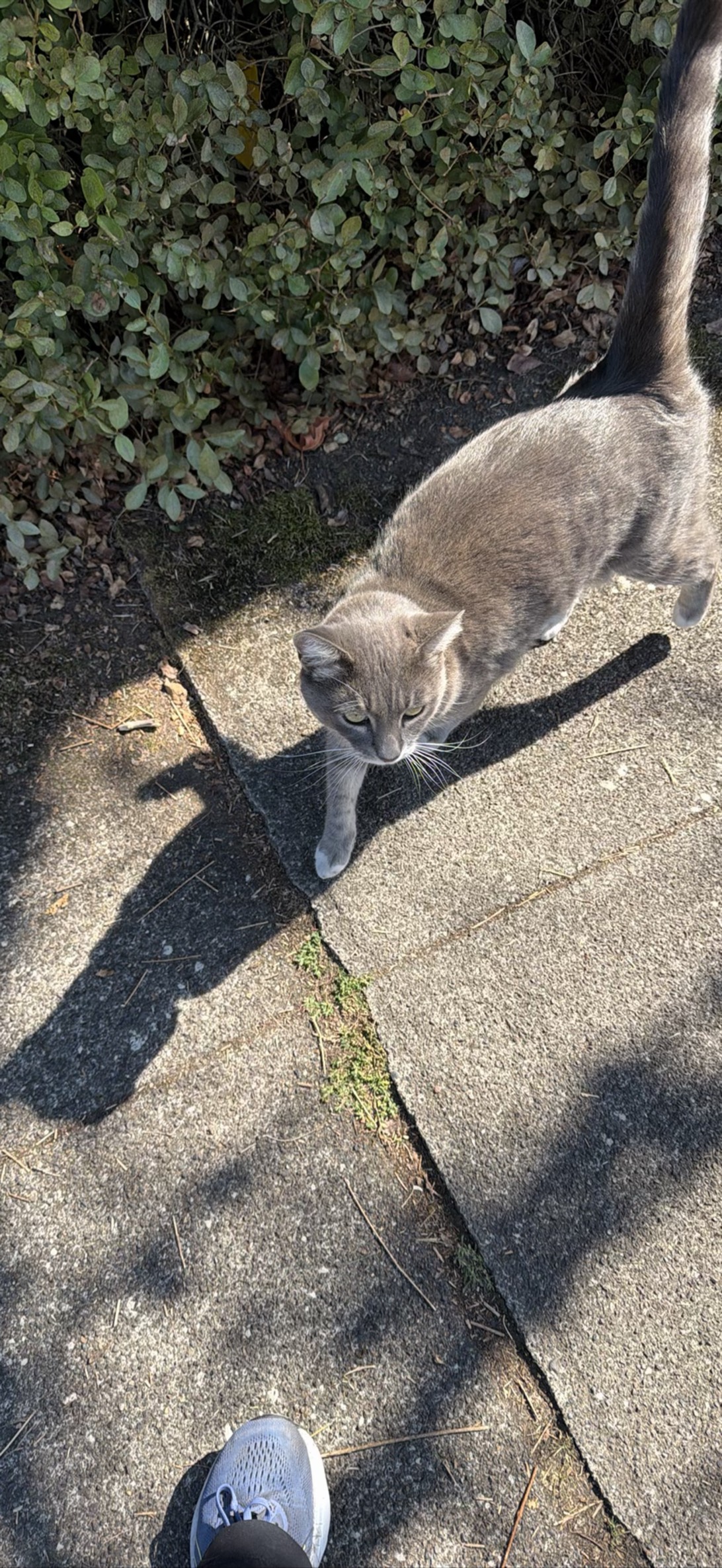 EB, a cat found on Chonk Finder