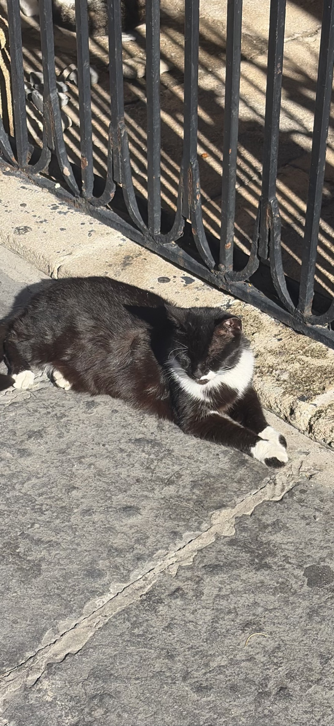 Fluffeh, a cat found on Chonk Finder