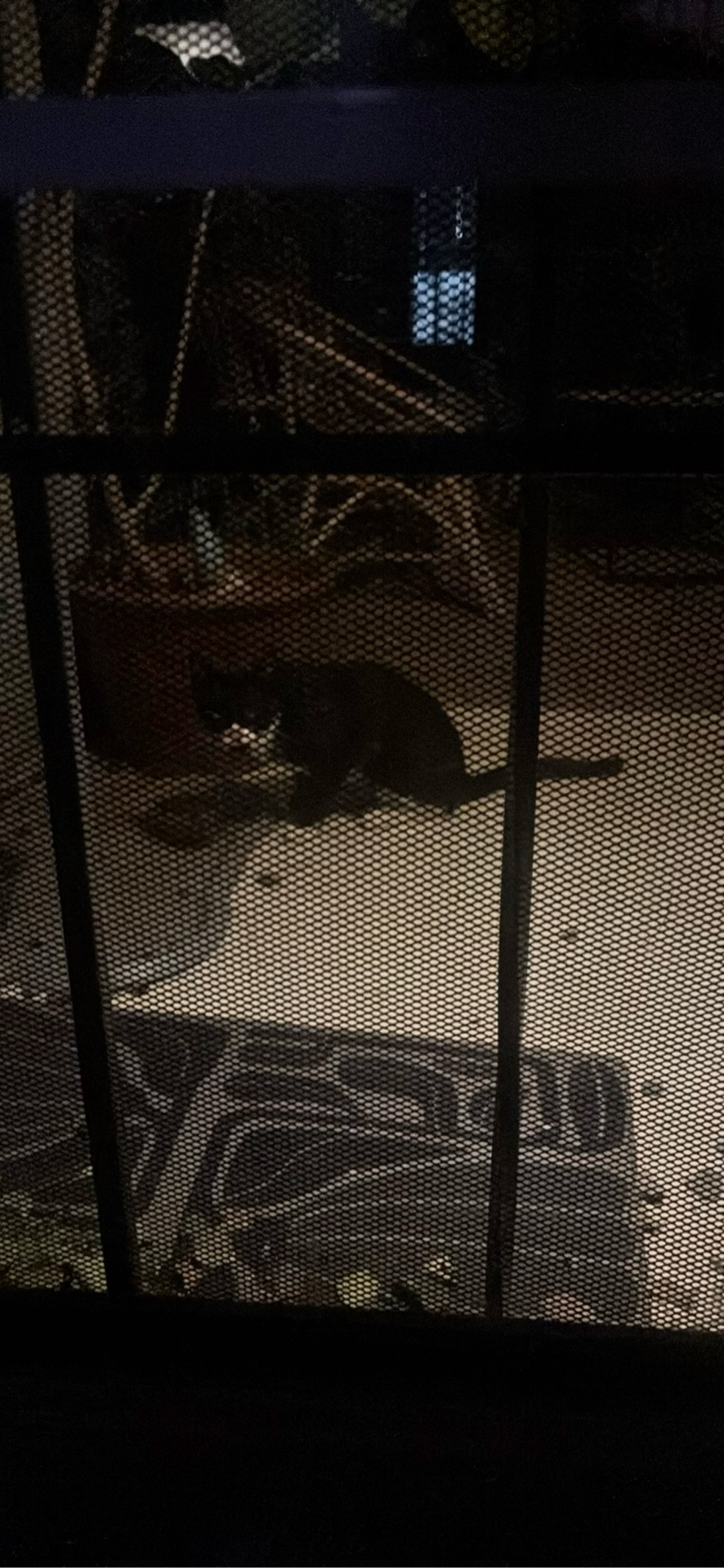 Minnie, Phoenix