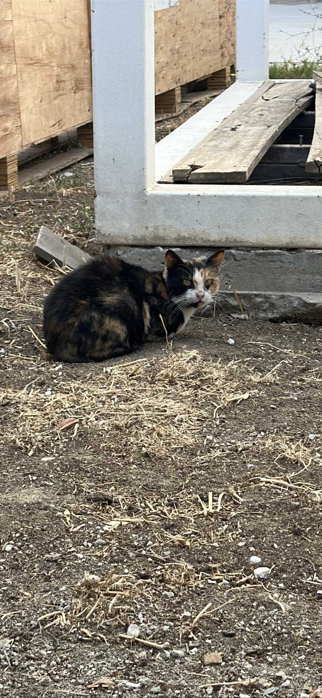 Tortico, a cat found on Chonk Finder