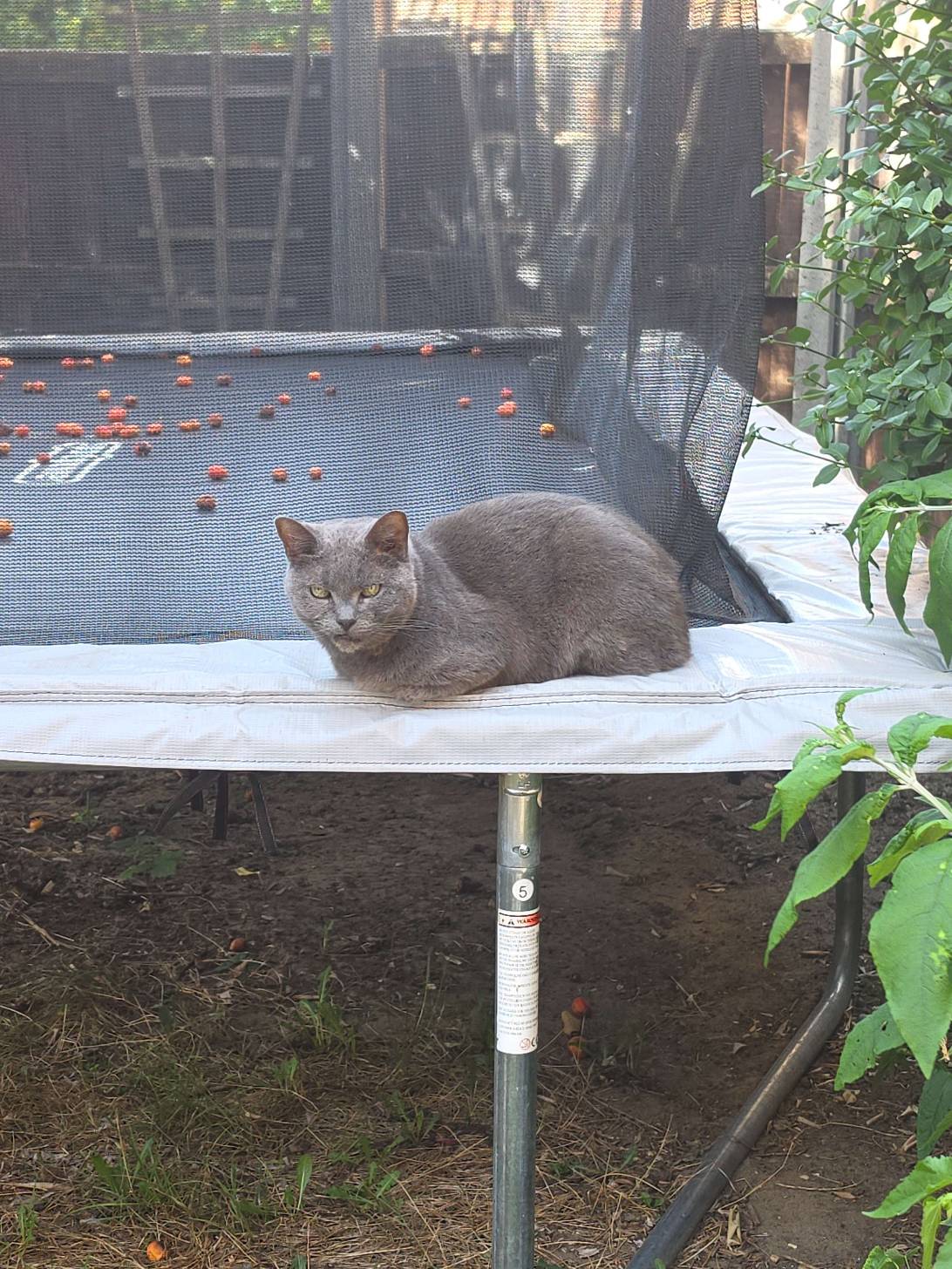 Luna, Ipswich