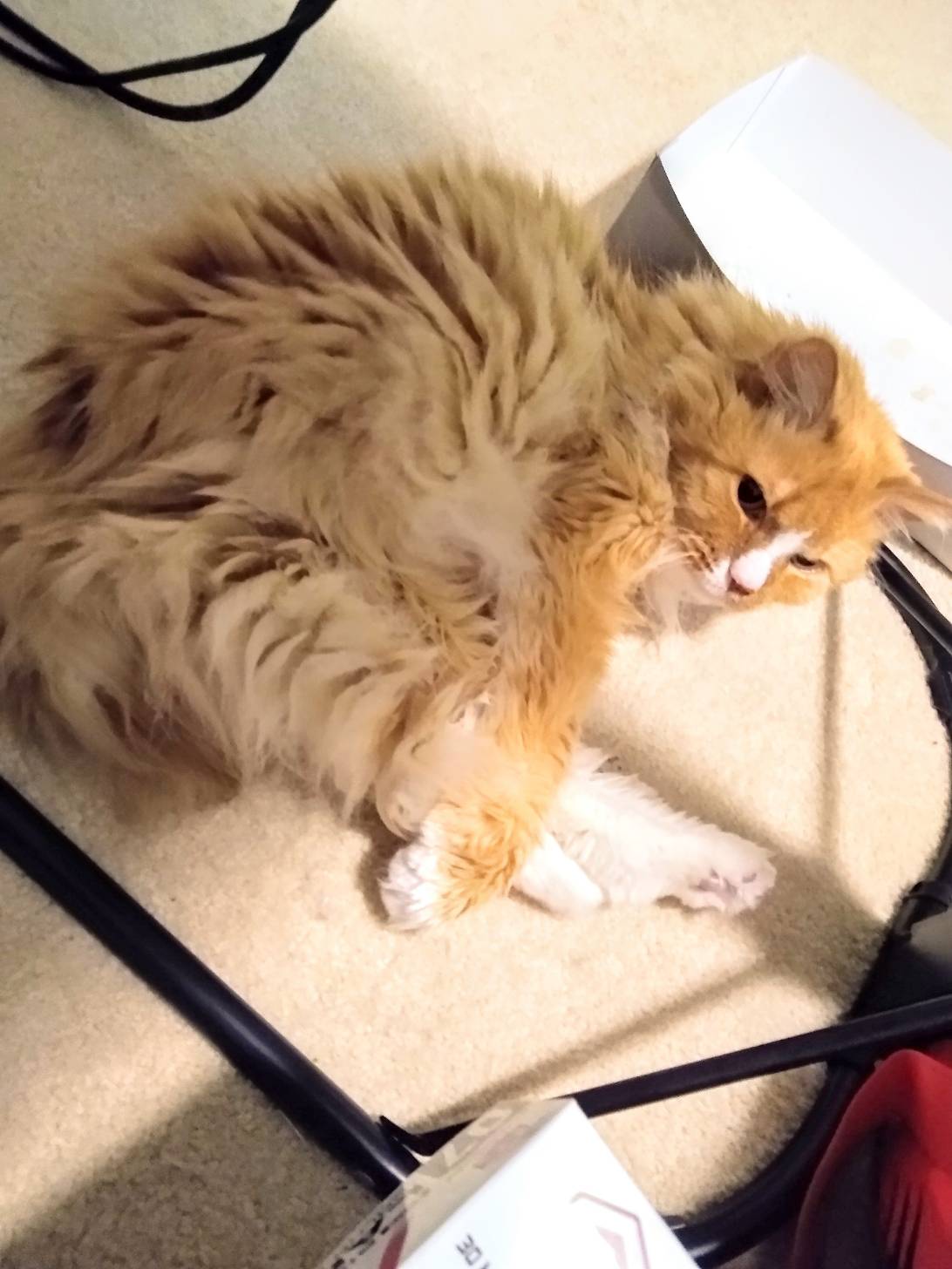 Elysium, a cat found on Chonk Finder