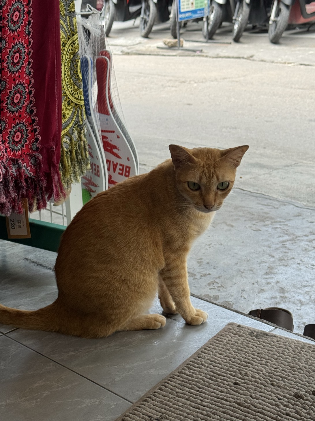 Sophie, a cat found on Chonk Finder