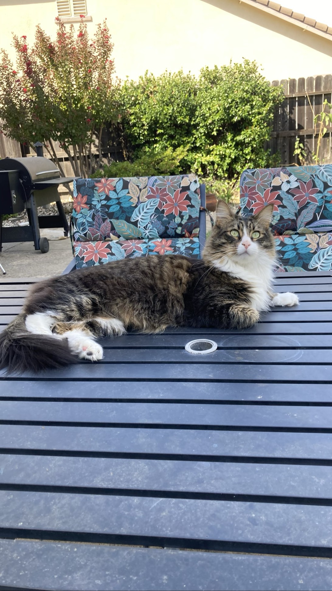 Bungy, a cat found on Chonk Finder