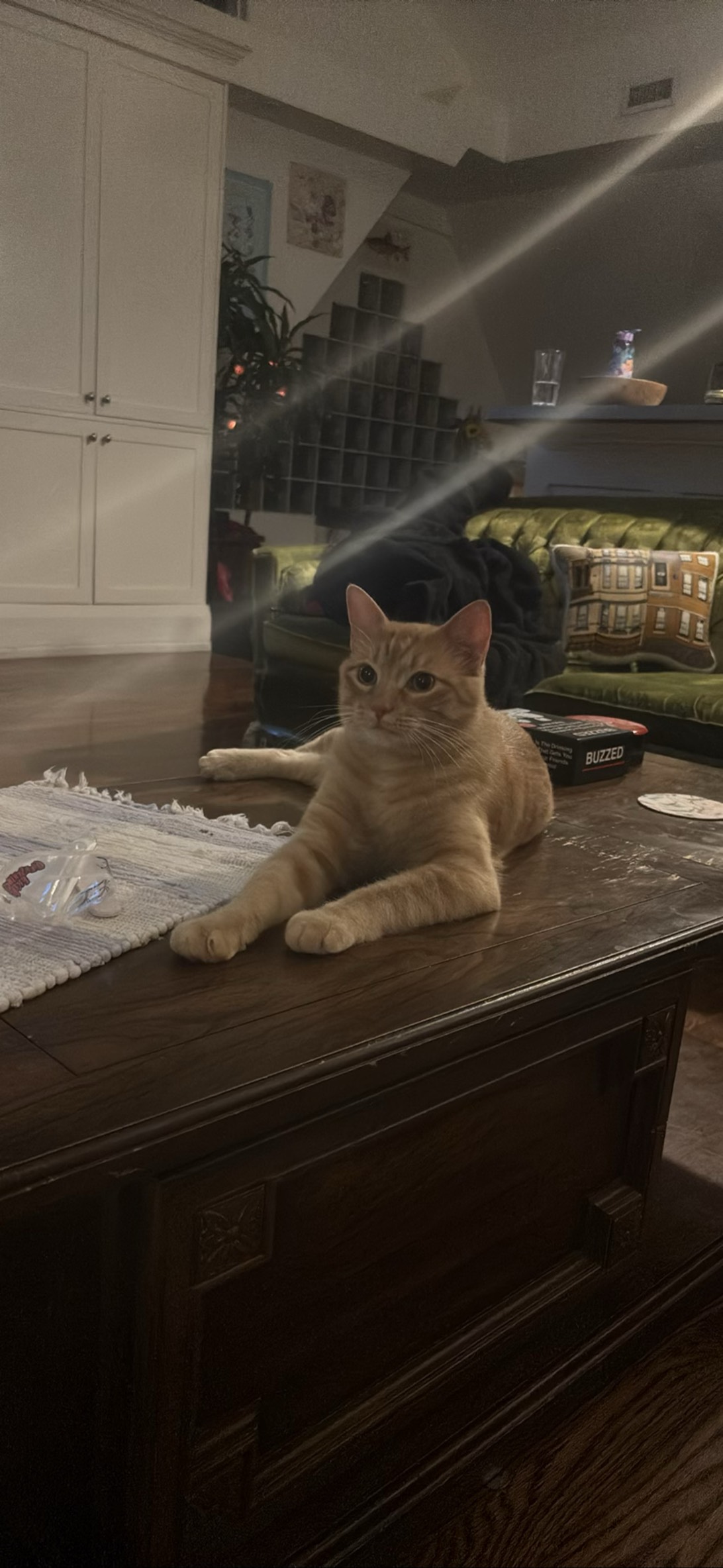 Tater Tot, a cat found on Chonk Finder