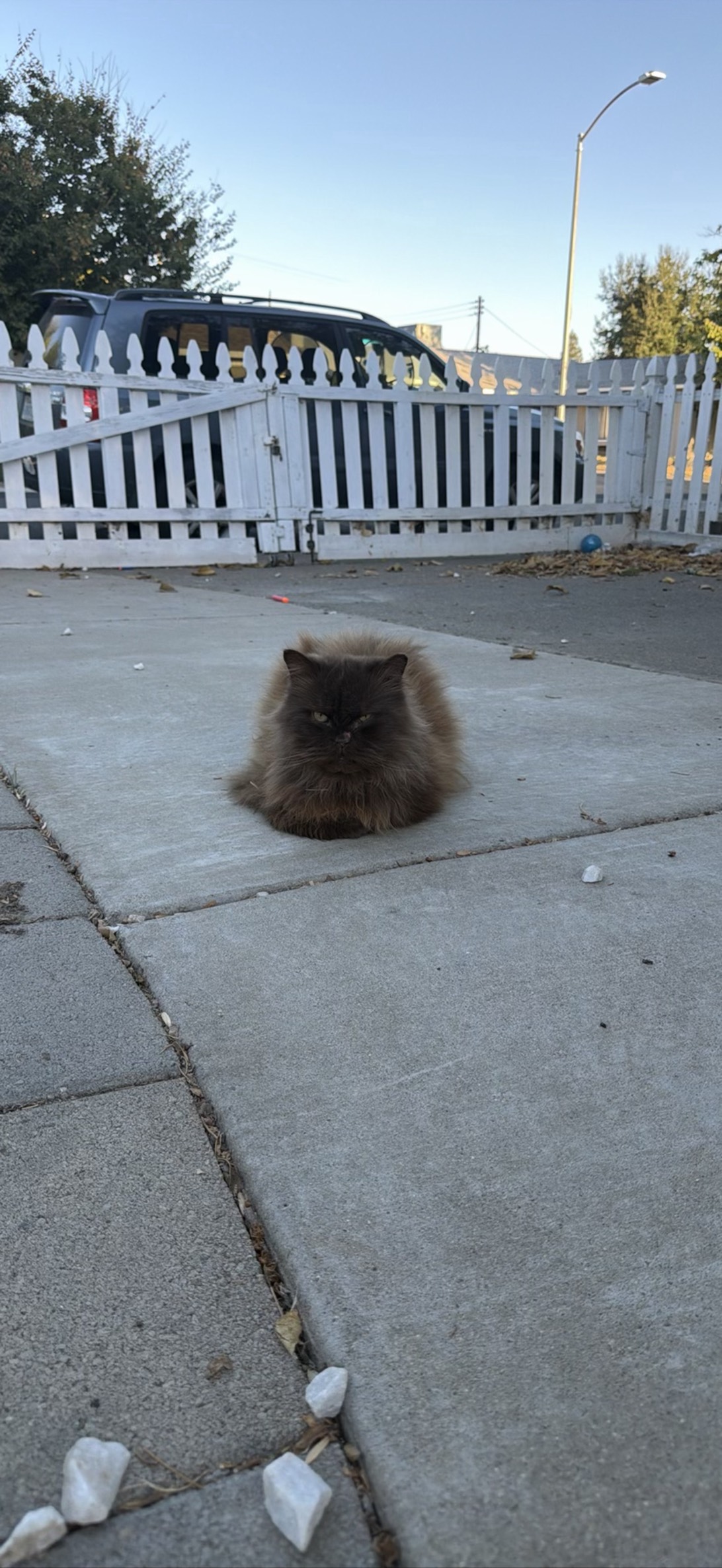 Leonardo, Rancho Cordova
