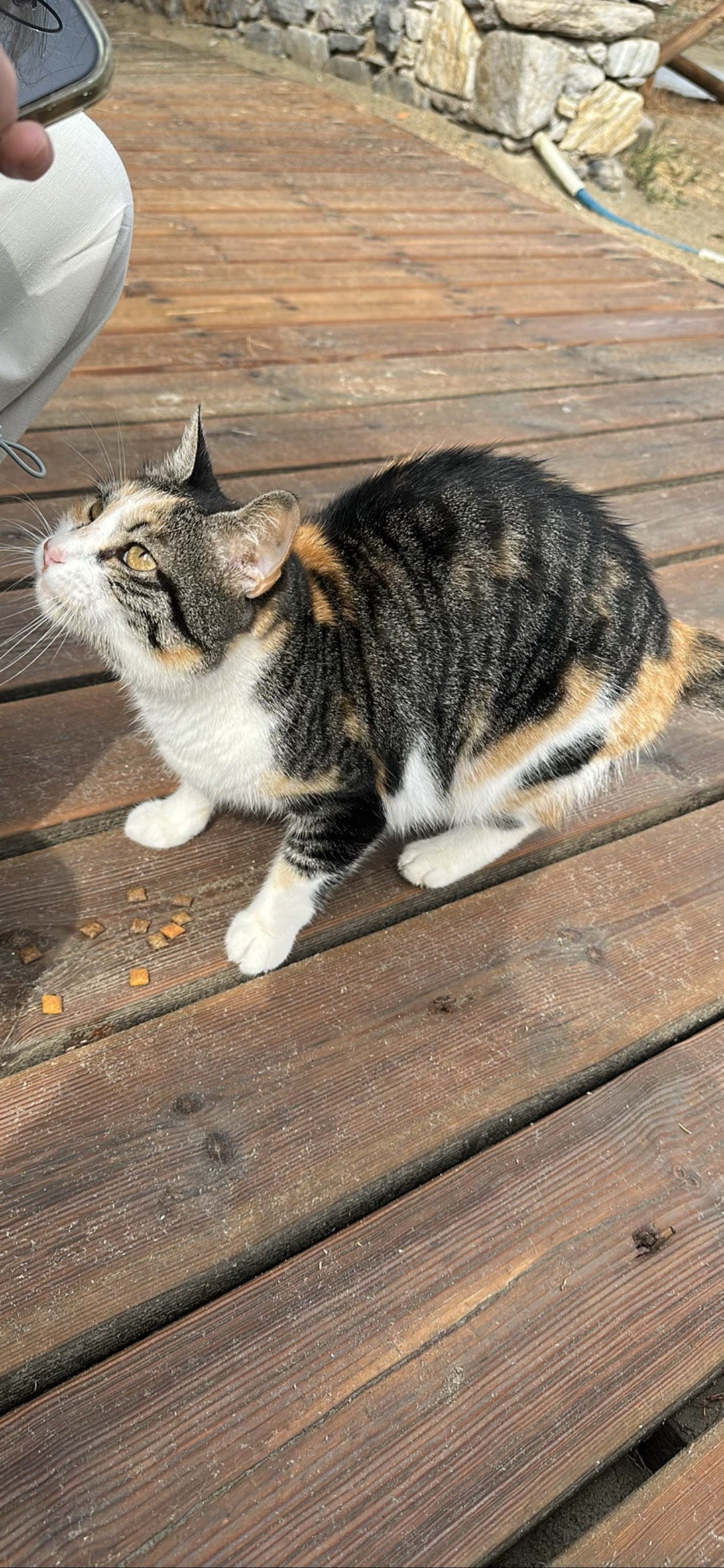 Softie, a cat found on Chonk Finder