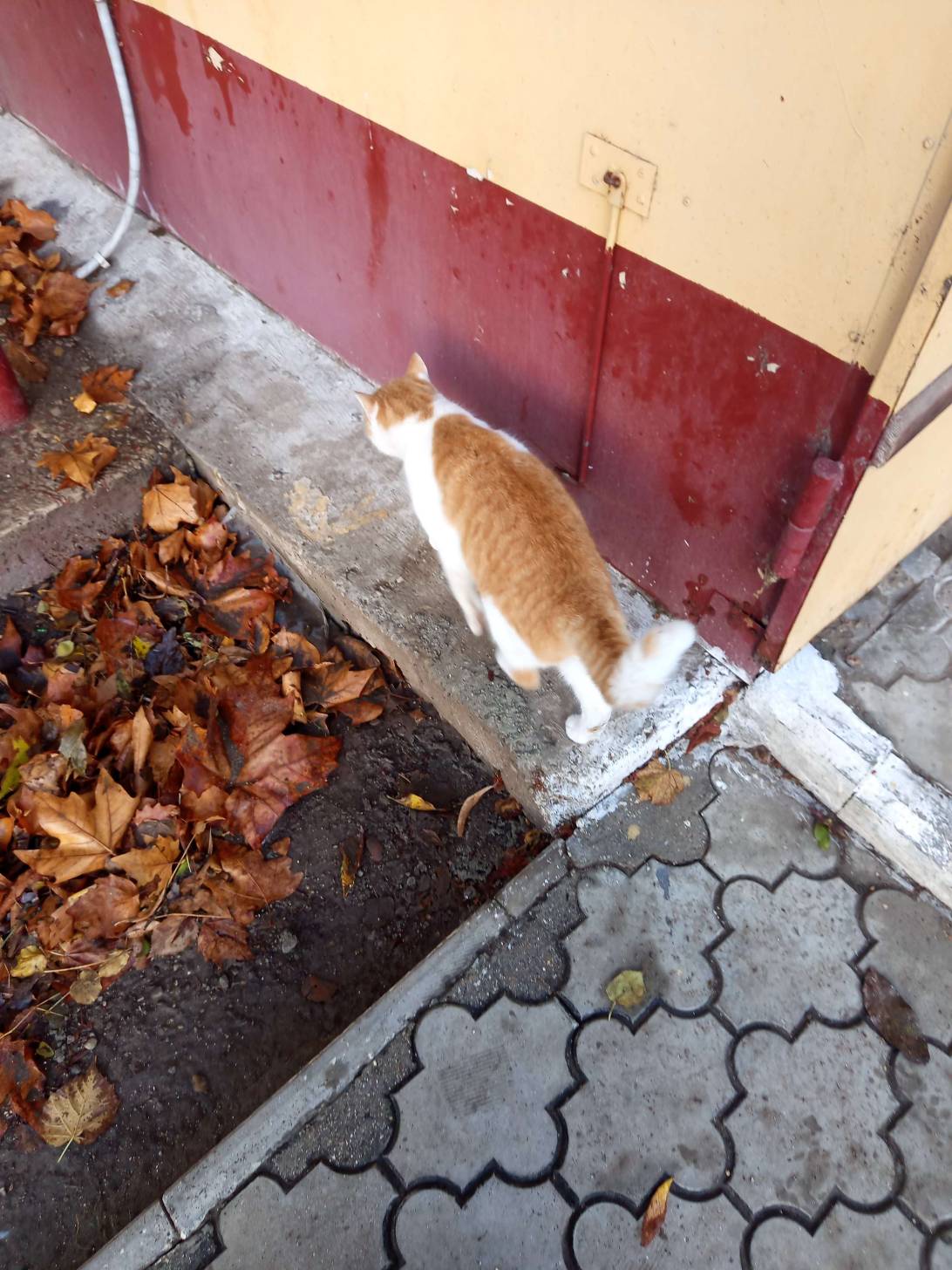 Rustle, a cat found on Chonk Finder
