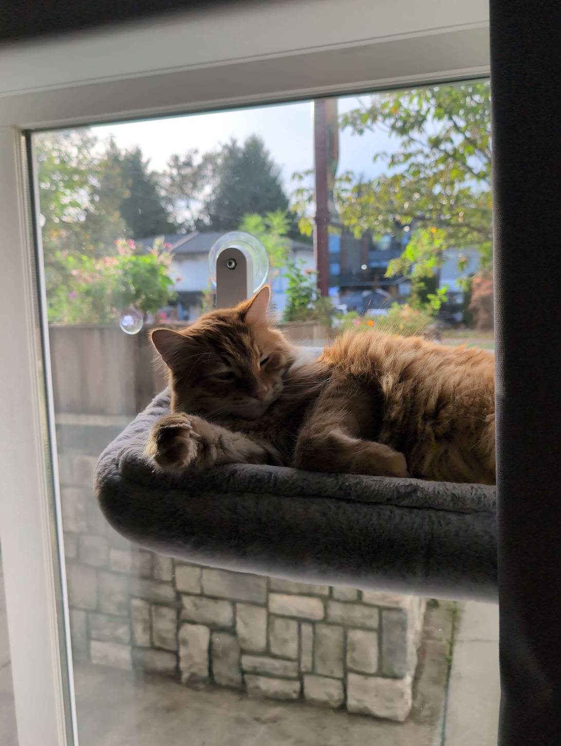 Cruizer, a cat found on Chonk Finder