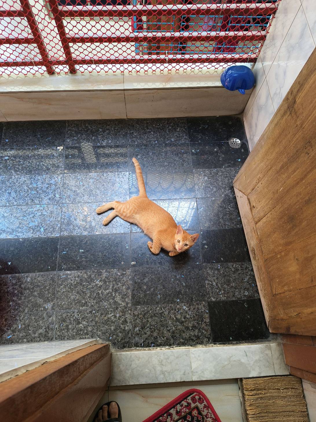 Orry, a cat found on Chonk Finder