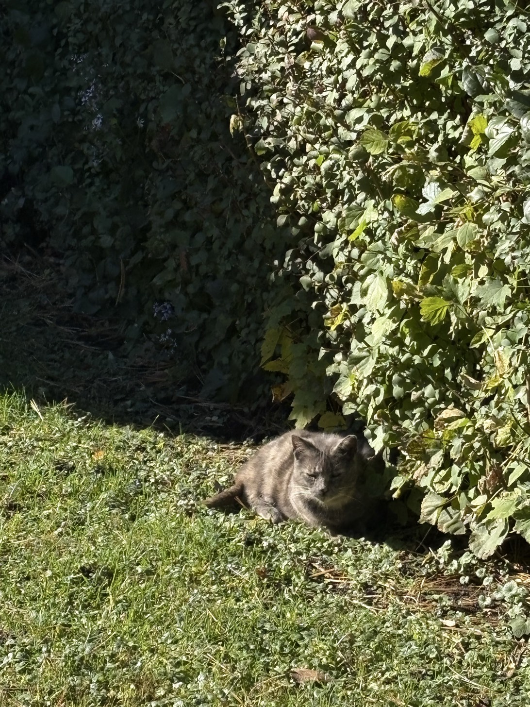 Mistigri, a cat found on Chonk Finder