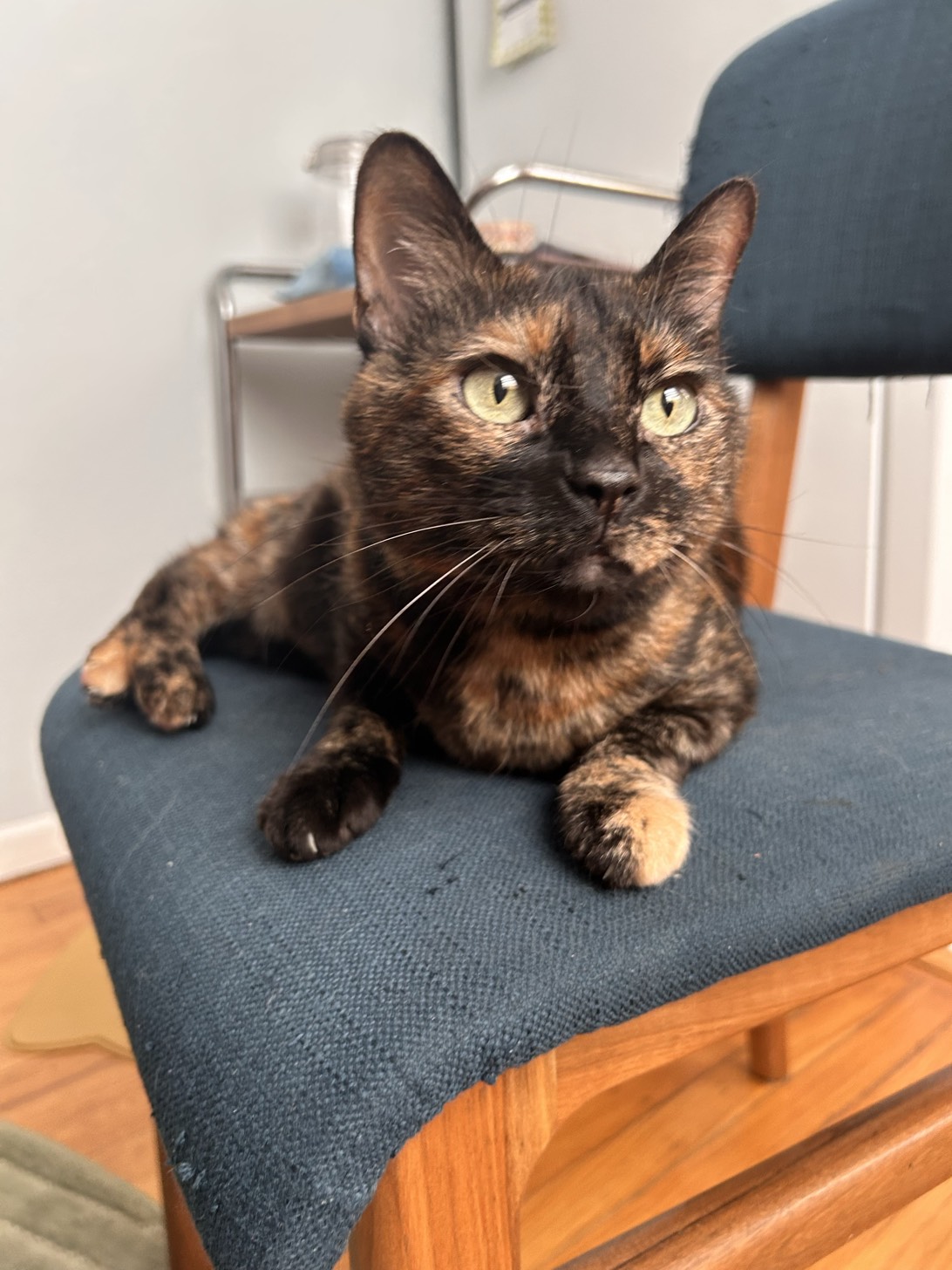 Pizza, a cat found on Chonk Finder