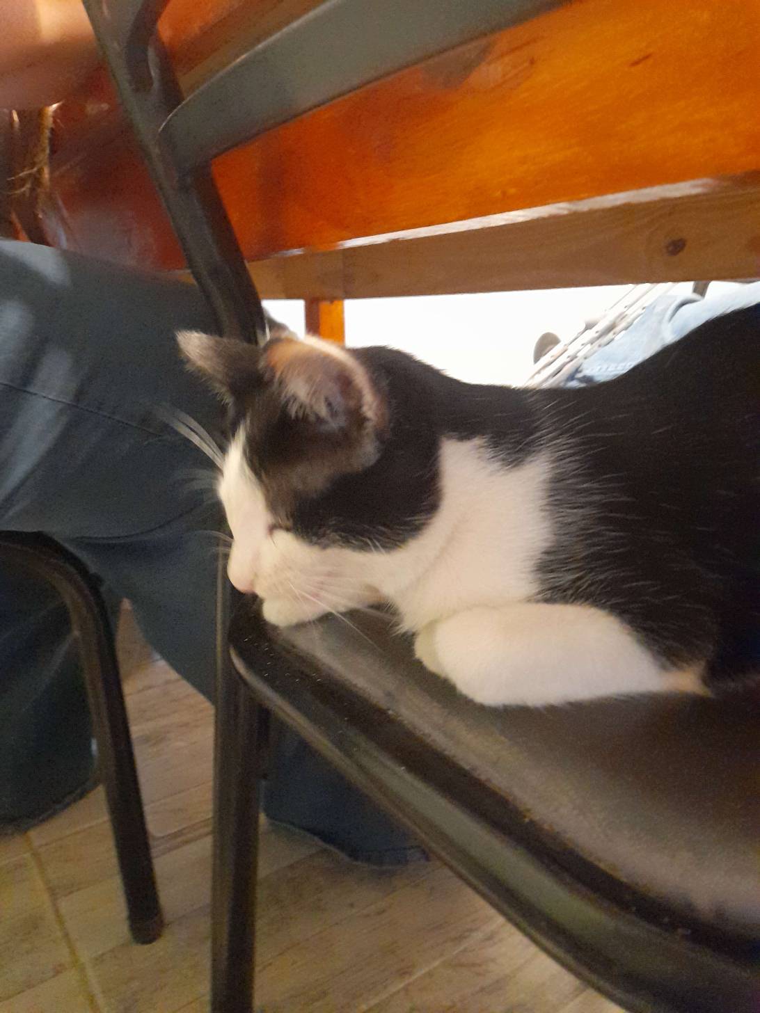 Archie, La Adela