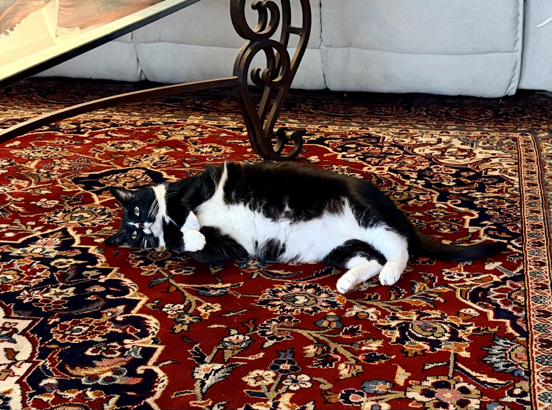 Badji, a cat found on Chonk Finder
