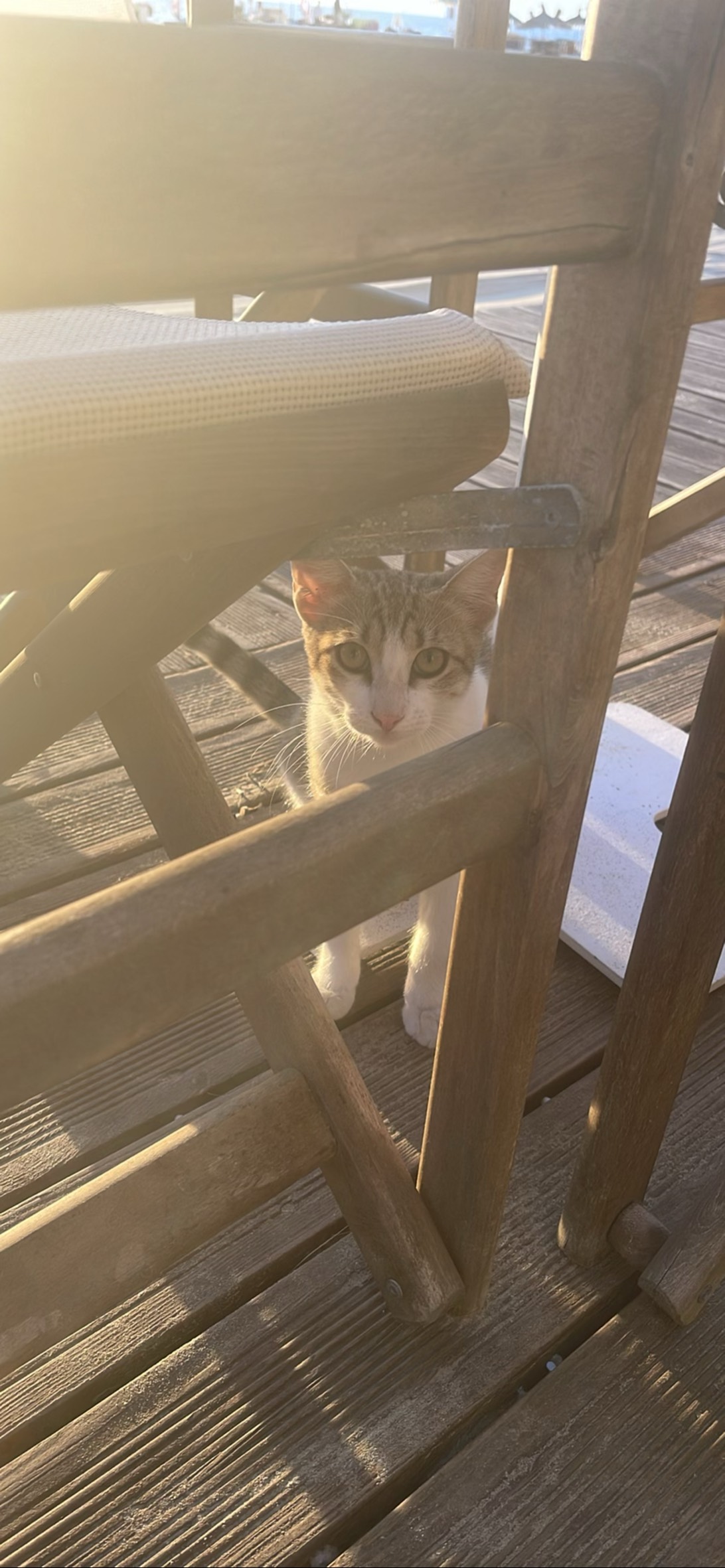Cosmo, a cat found on Chonk Finder