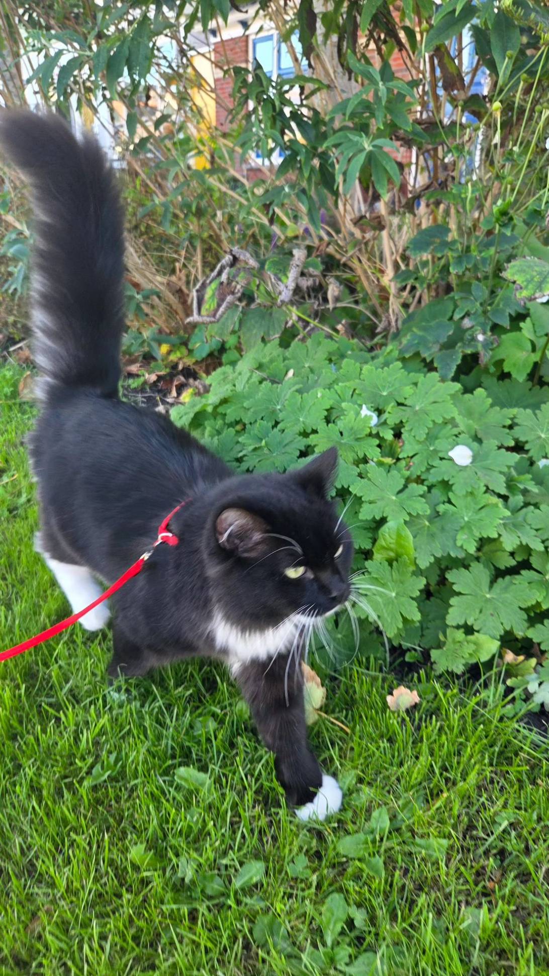COSMO, a cat found on Chonk Finder