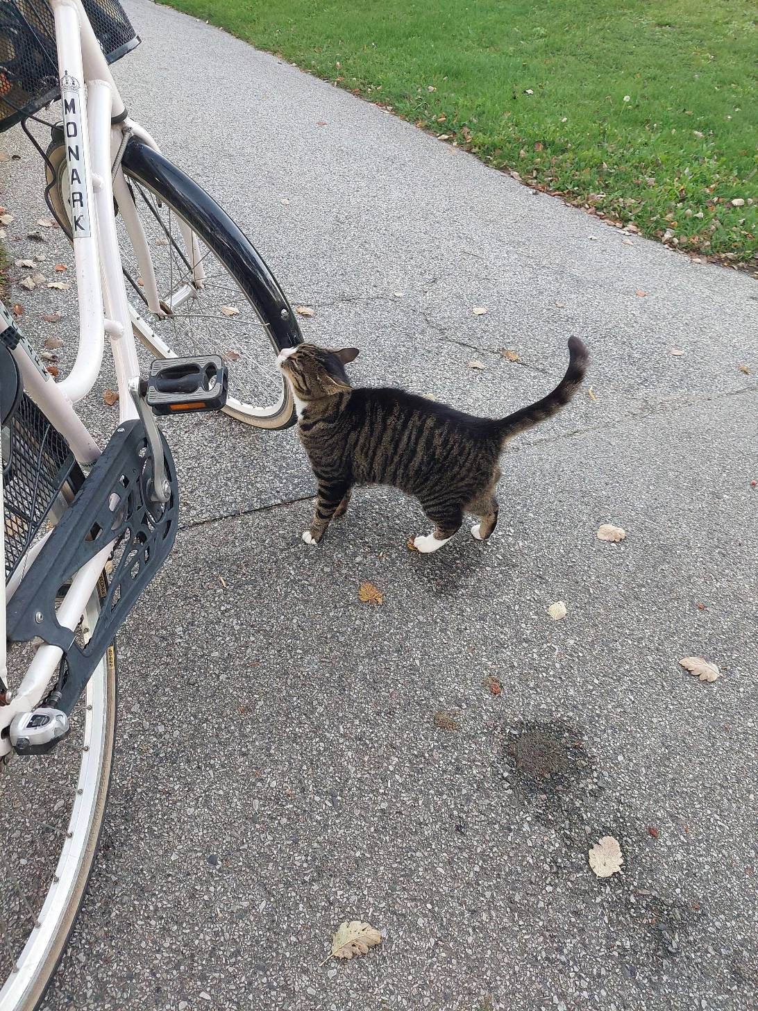 Cutie, a cat found on Chonk Finder