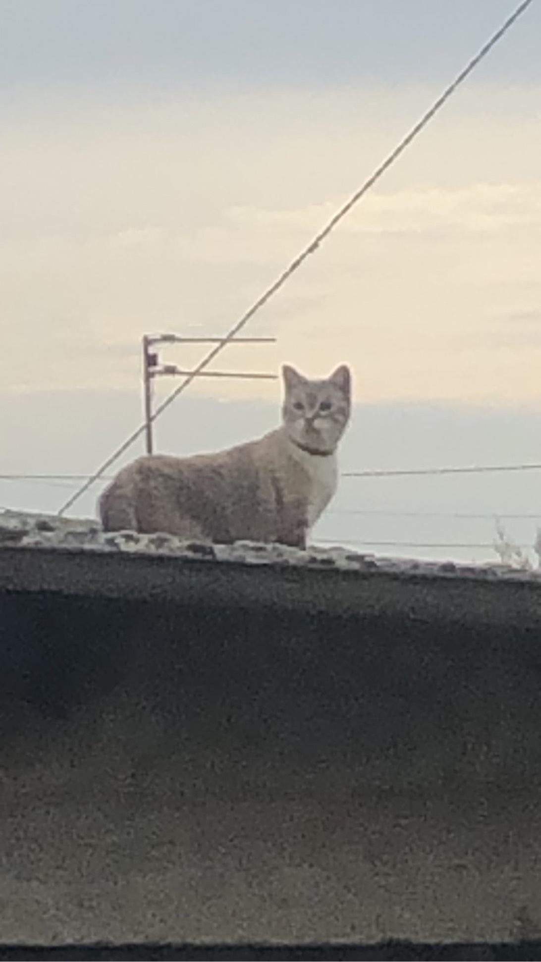 Maya, a cat found on Chonk Finder