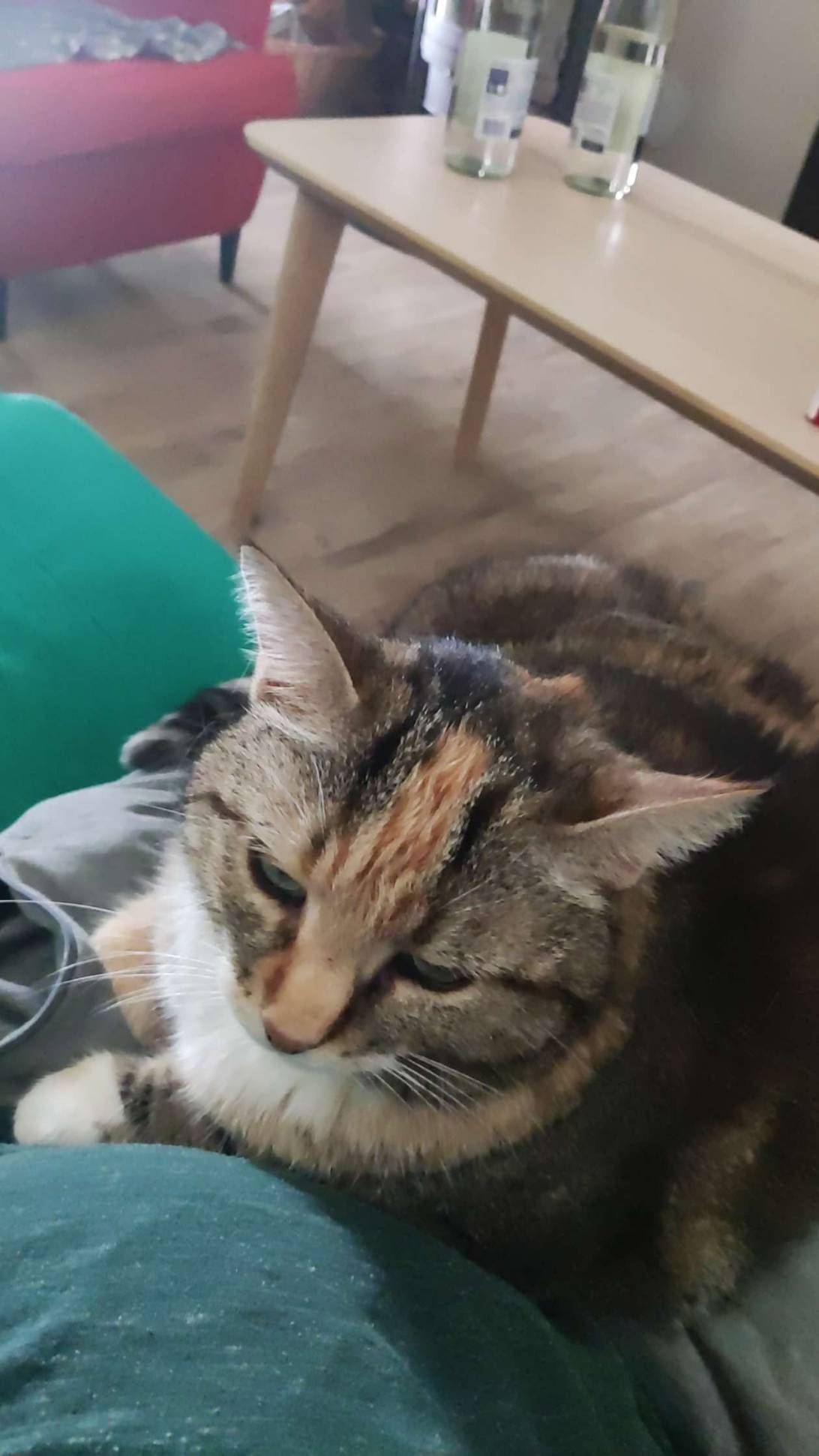 Gudule, a cat found on Chonk Finder