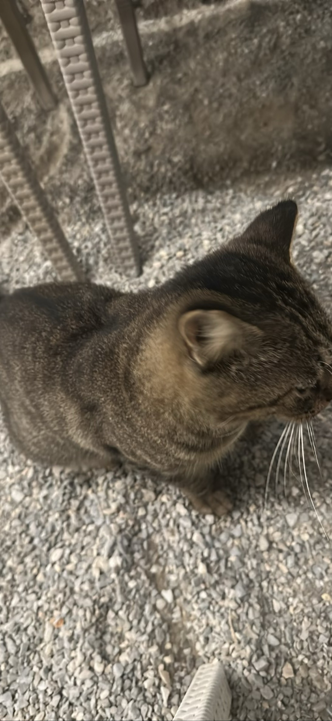Big eater, a cat found on Chonk Finder