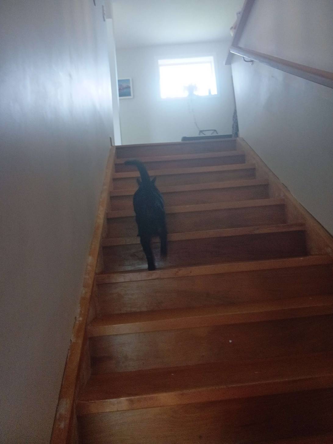 Slinky, a cat found on Chonk Finder