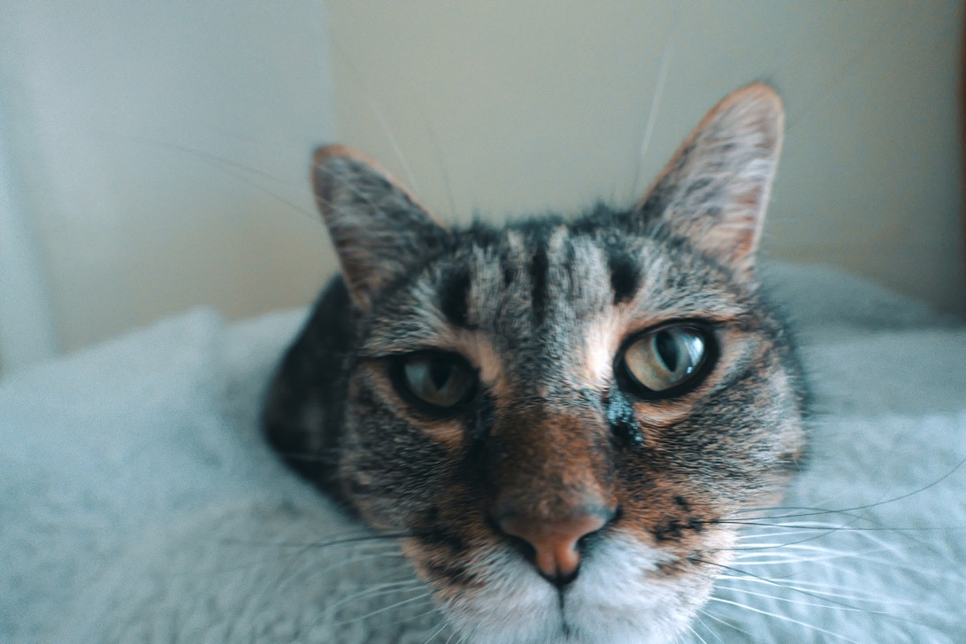 Luna, a cat found on Chonk Finder