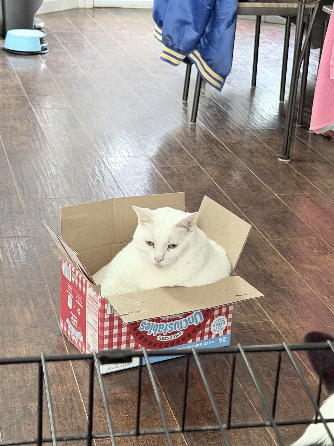 Stanley, a cat found on Chonk Finder