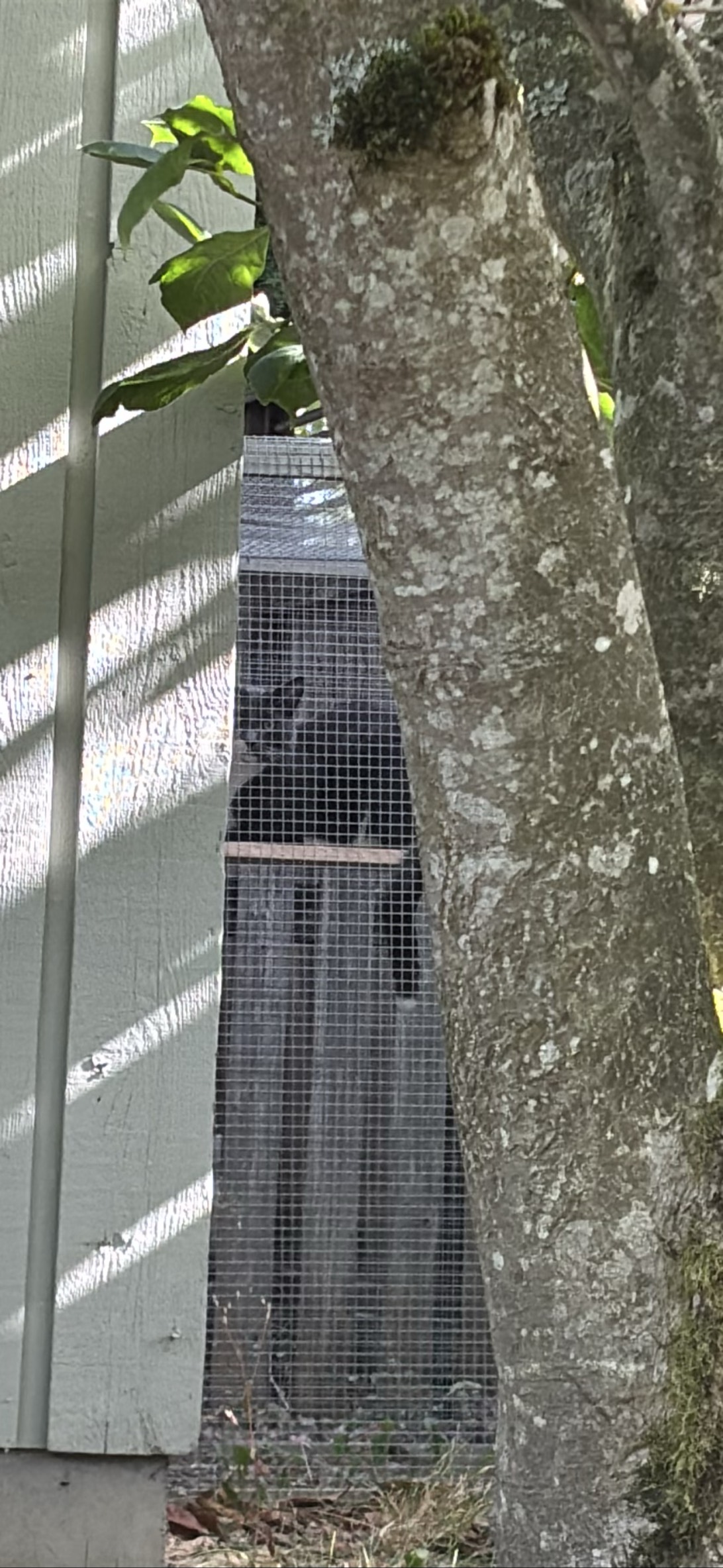 Lurker, a cat found on Chonk Finder