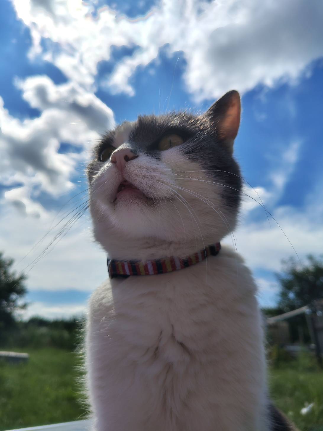 Masia, a cat found on Chonk Finder