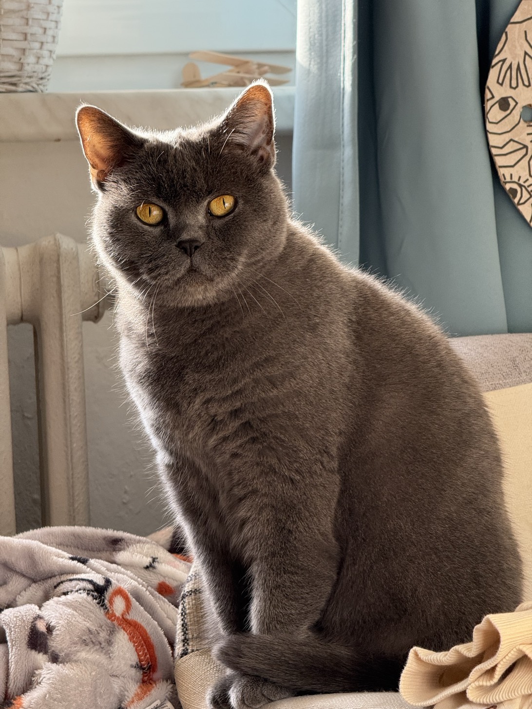 Čičao, a cat found on Chonk Finder