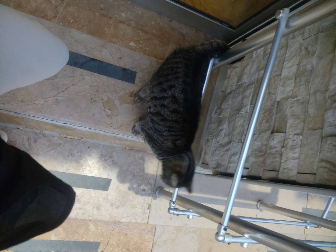 asırı sevdiren kedi💕, a cat found on Chonk Finder