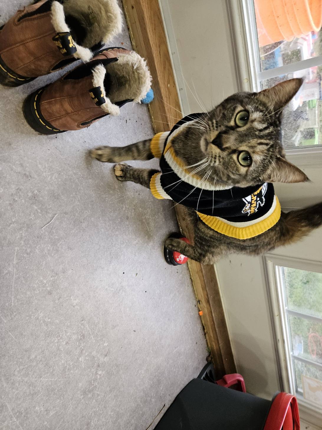 Ritzy-Bitsy, a cat found on Chonk Finder