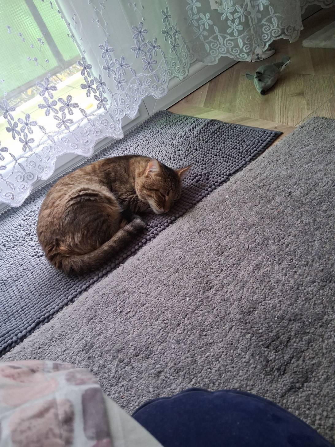 Emily, a cat found on Chonk Finder