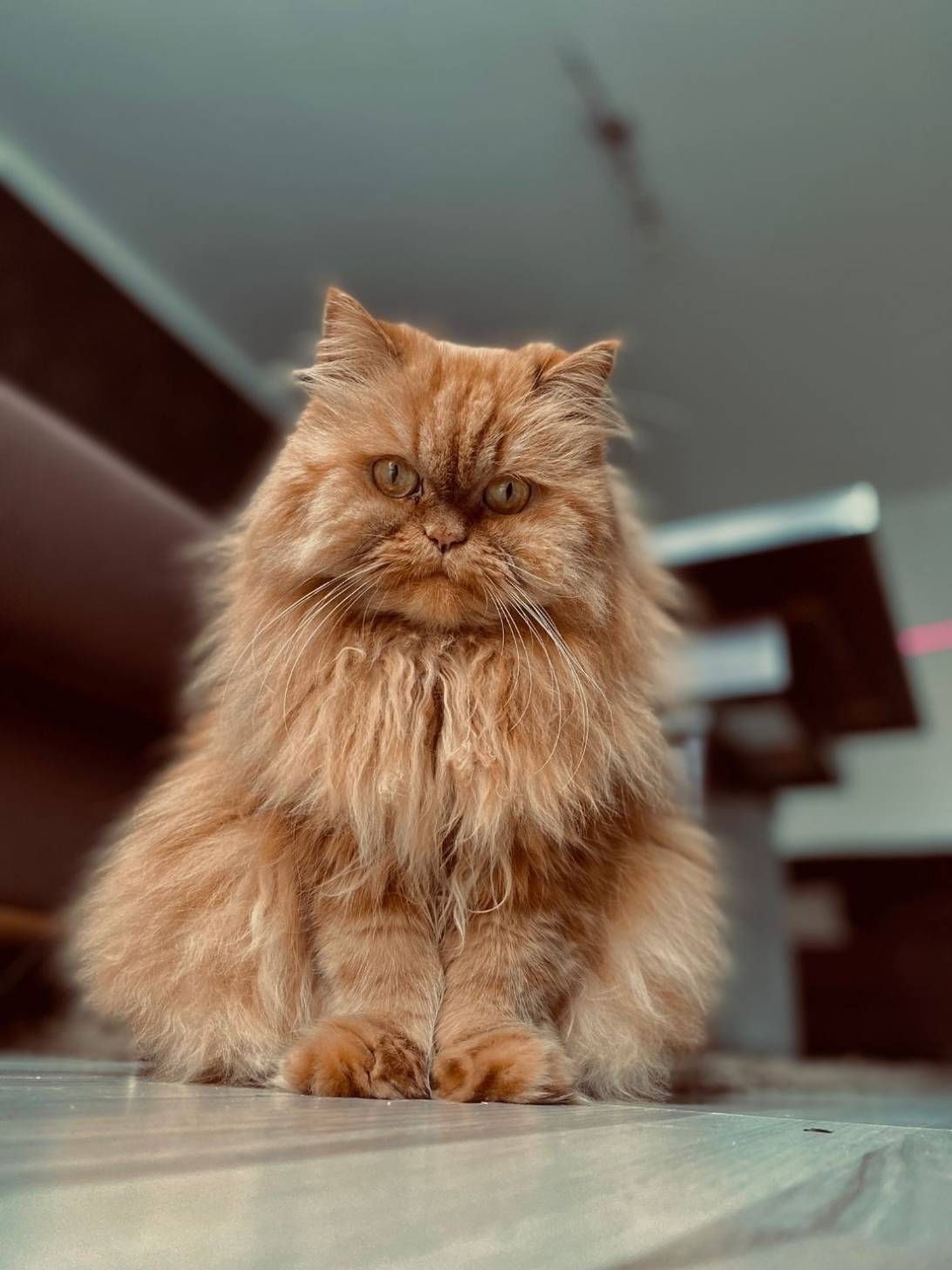 Diva, a cat found on Chonk Finder