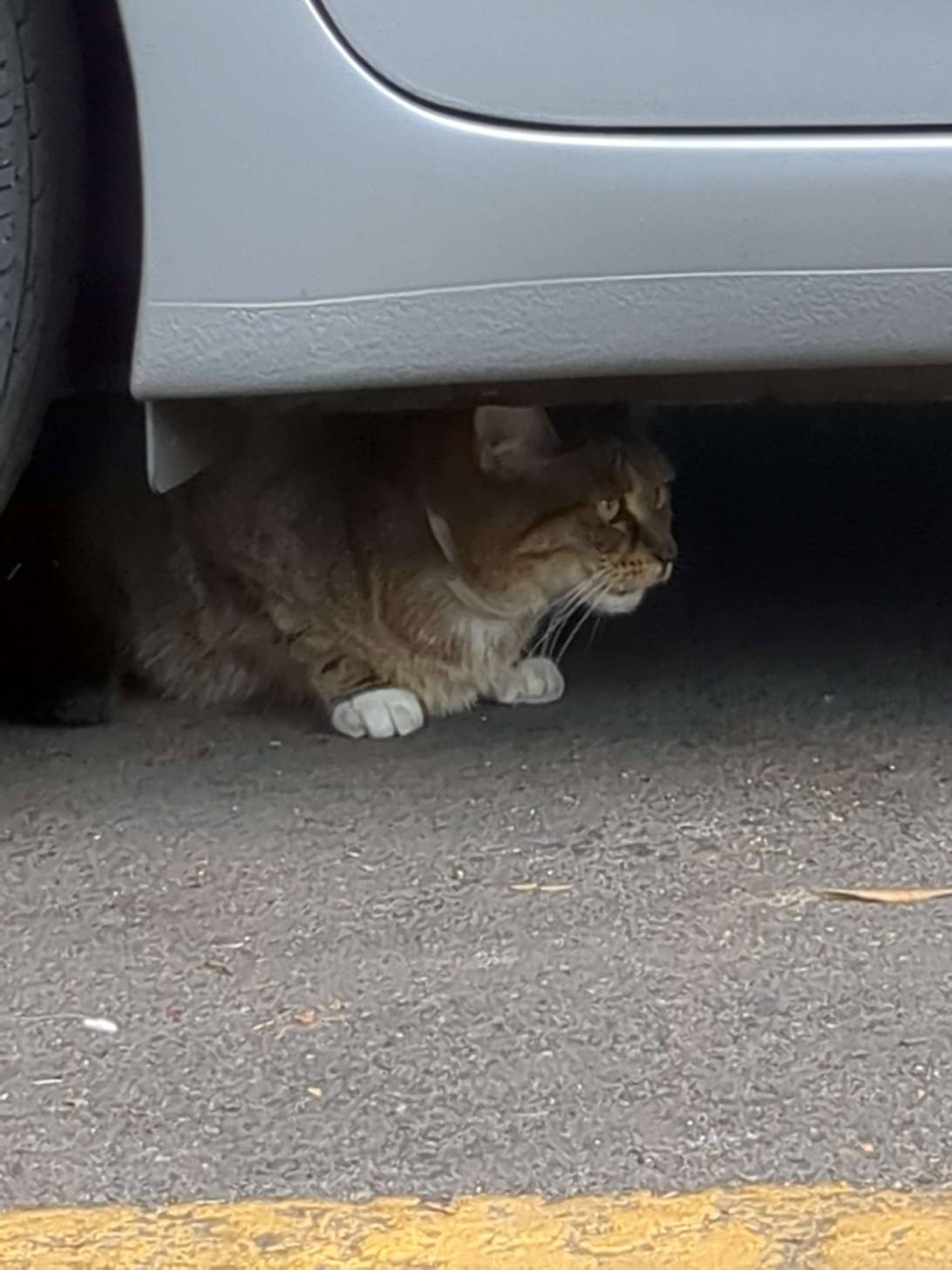 Mittens (chickadee), a cat found on Chonk Finder