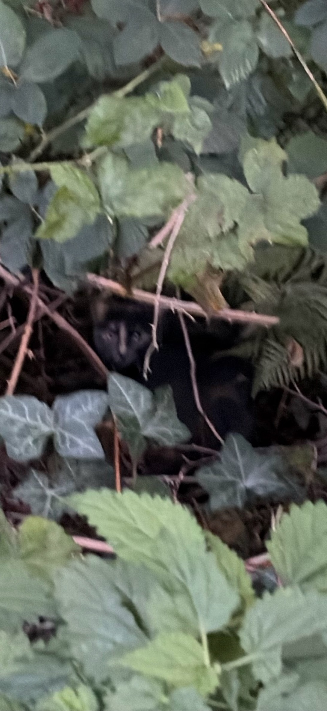 Bramble, a cat found on Chonk Finder