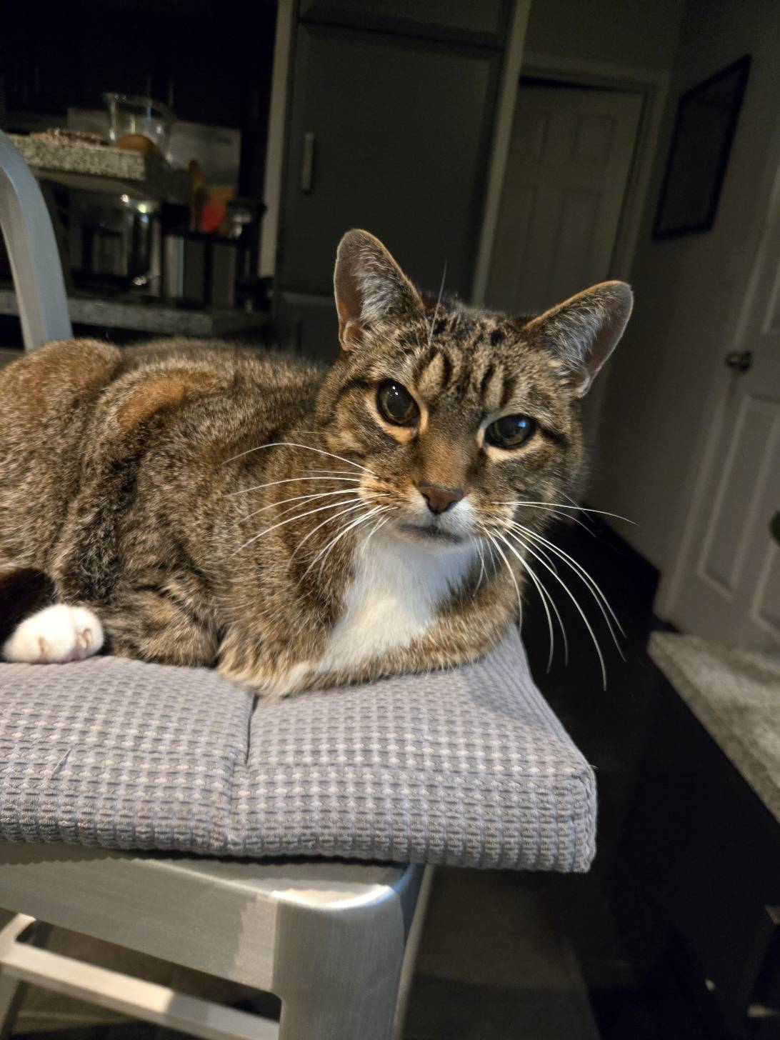 Skeltah, a cat found on Chonk Finder