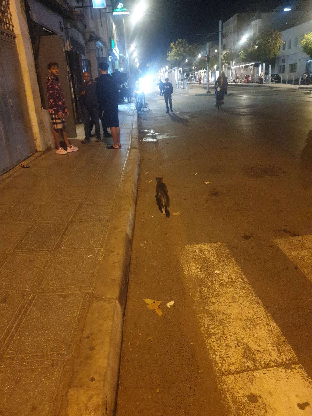 Runner, a cat found on Chonk Finder