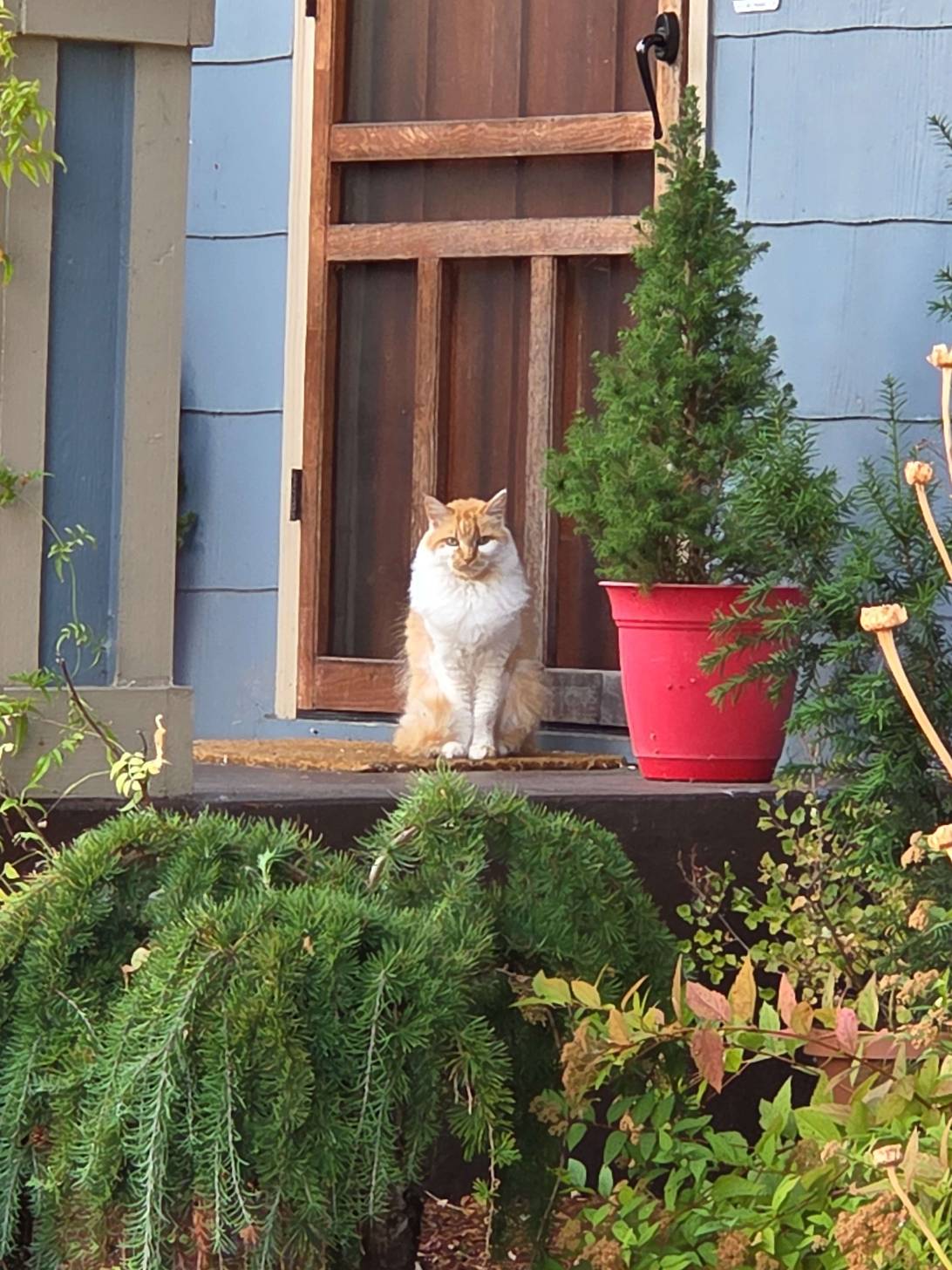 Dreamsicle, a cat found on Chonk Finder