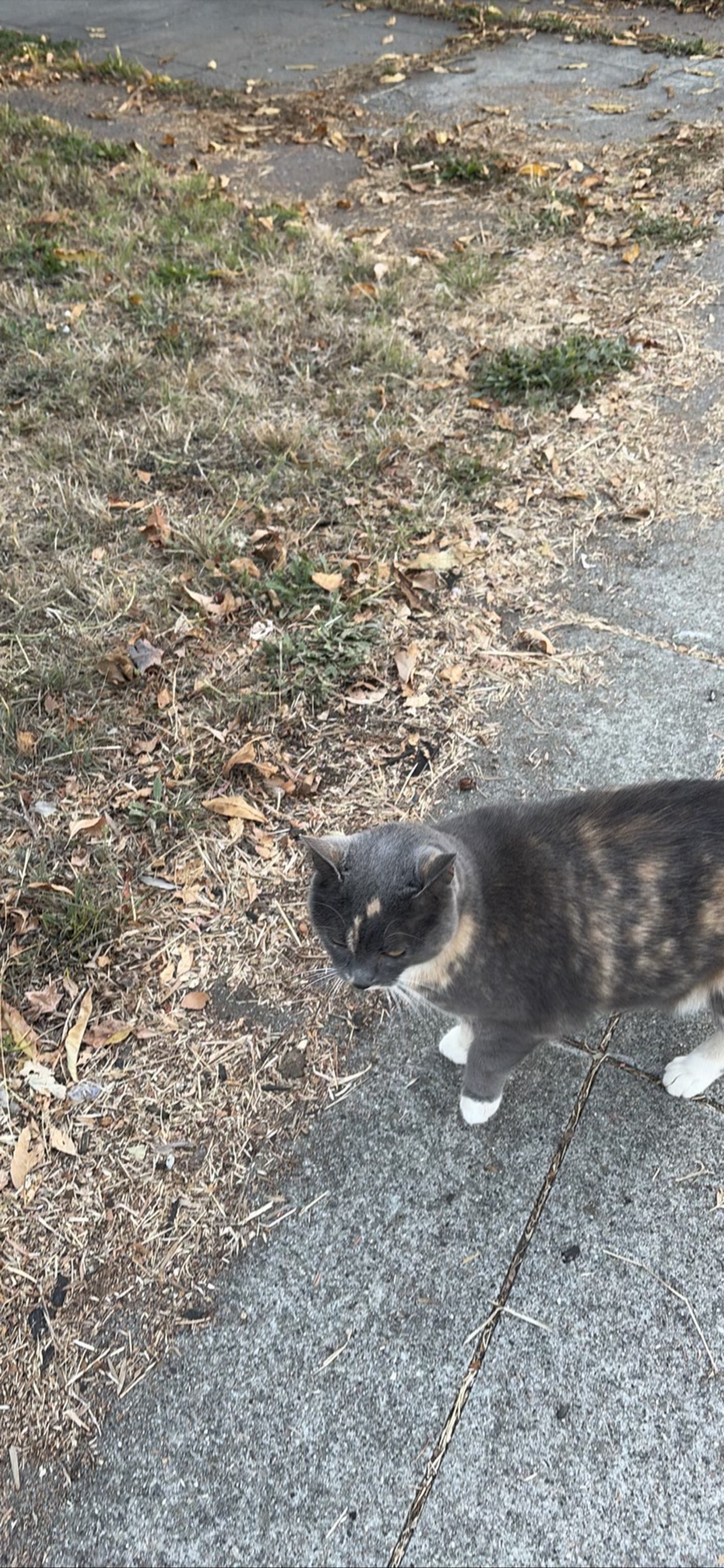 Edna, a cat found on Chonk Finder