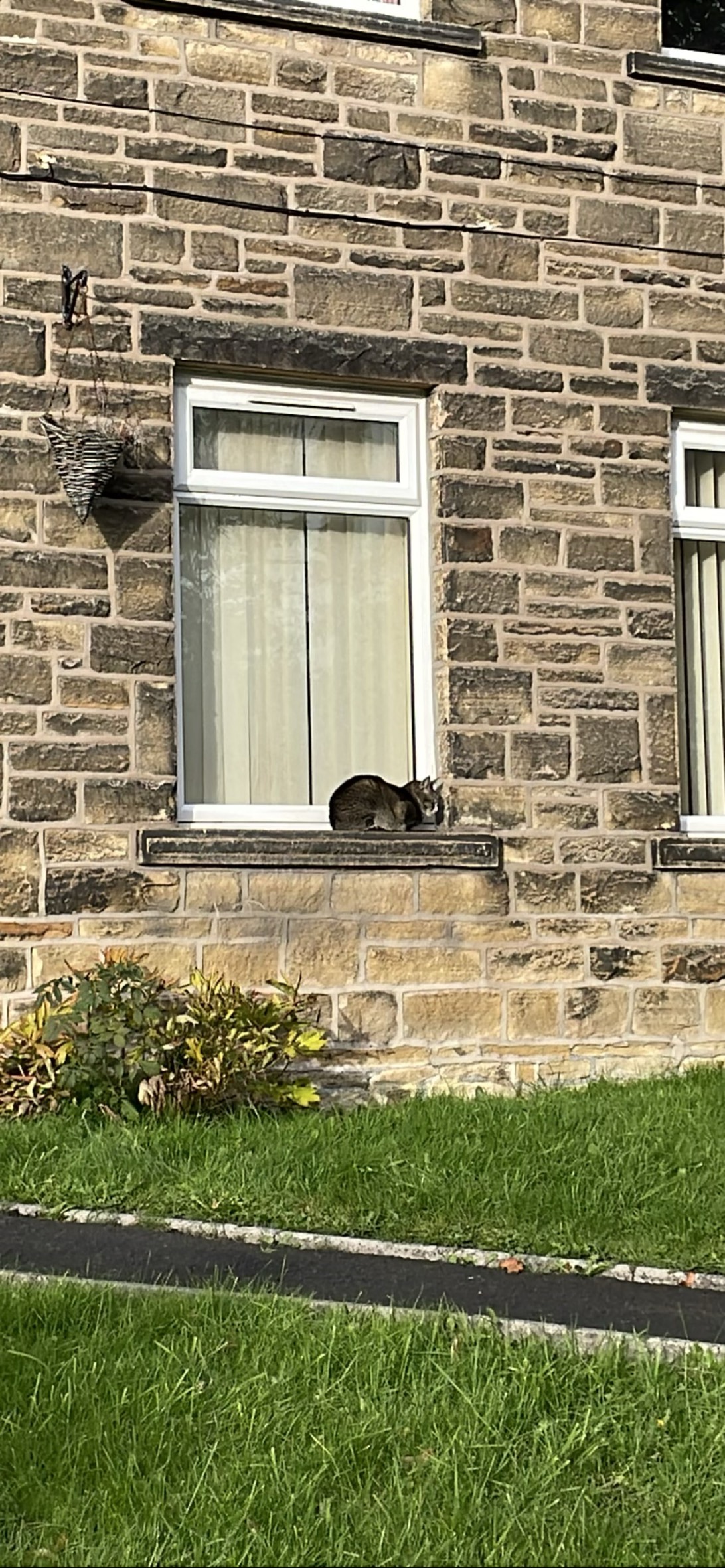 Brick boy, a cat found on Chonk Finder
