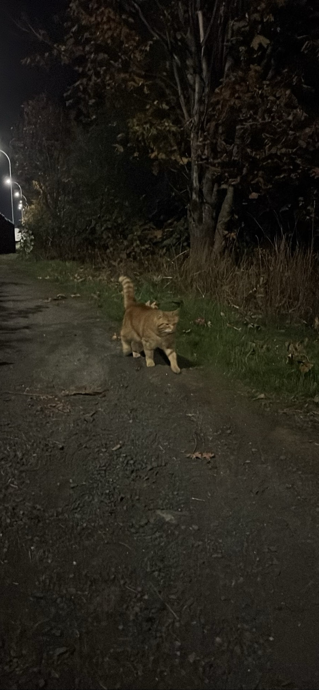 Orangie, a cat found on Chonk Finder