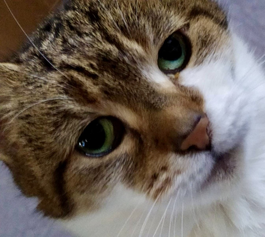 Harrulcio, a cat found on Chonk Finder