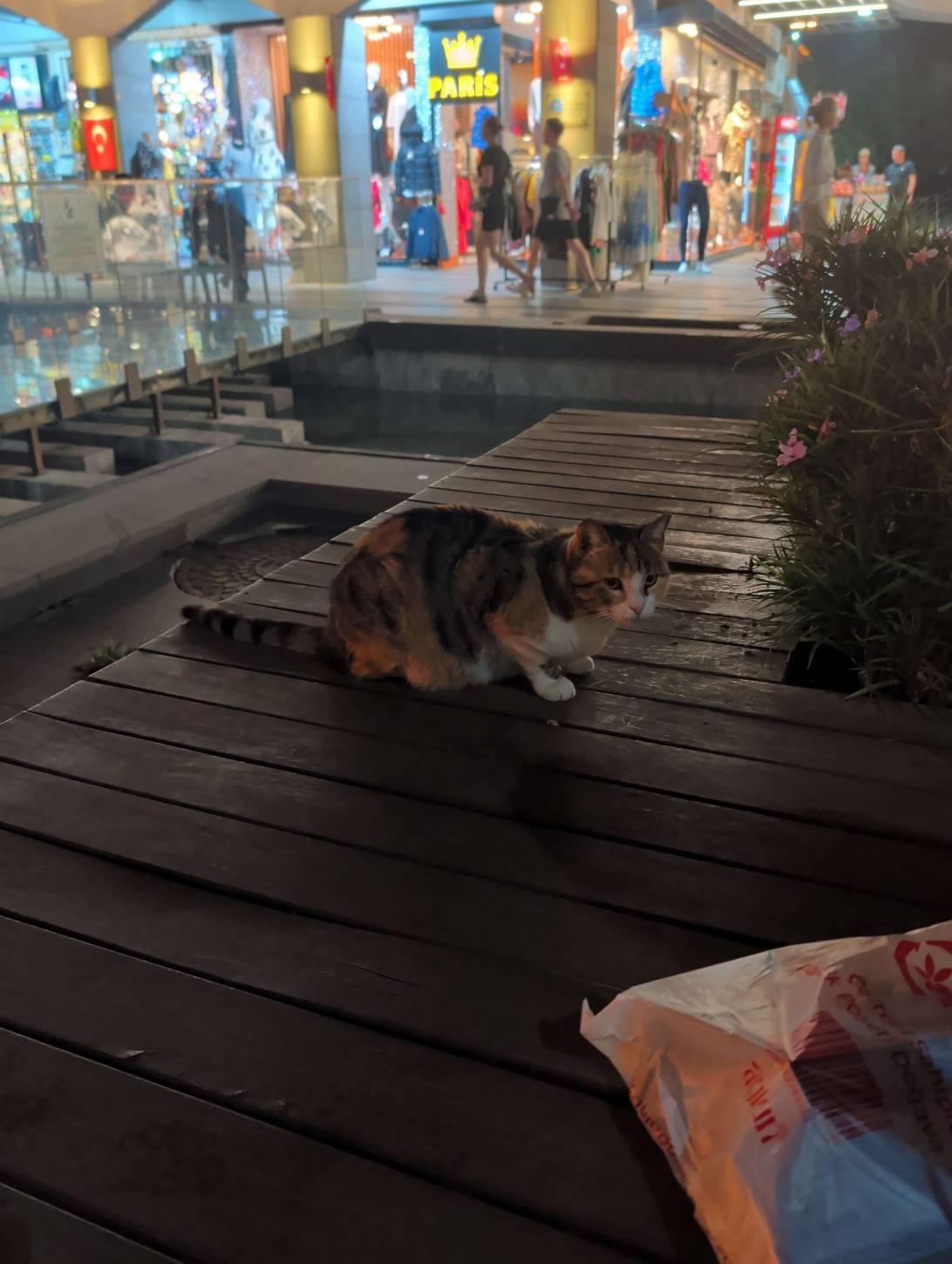 Bazaar, a cat found on Chonk Finder